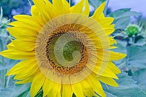 Outstanding sunflower