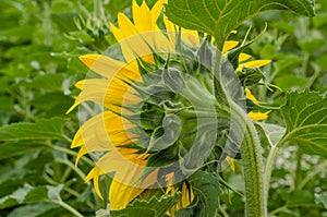 Outstanding sunflower