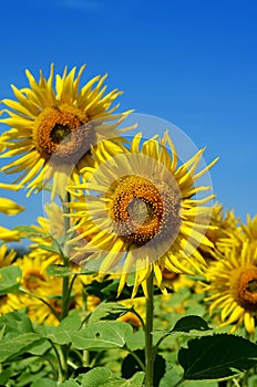Outstanding sunflower with day light and blue sky background