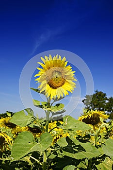 Outstanding Sunflower farm with day light and blue sky