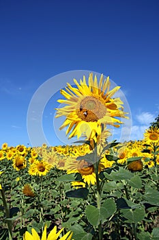 An outstanding sunflower