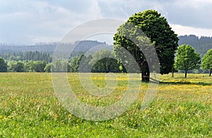 Outstanding tree in the Sumava mountains