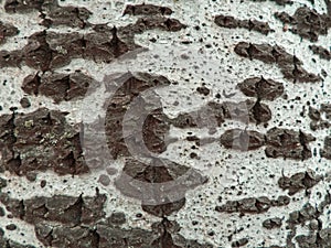White poplar bark texture photo