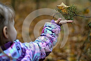 Outstretched hand of child. Wondering by spruce branch. Autumn fall. Kid`s interest. Dried leaf.