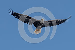 Outstretched Wings of a Bald Eagle in Flight