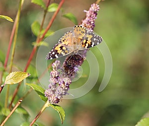 Outstretched wings Painted Lady Butterfly on Giant Hyssop