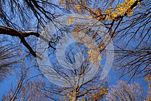 Outum forest in sunny day