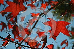 Outumn Leaves - Campos do Jordao photo