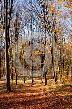 Outum forest in sunny day