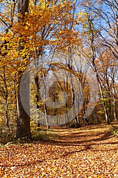 Outum forest in sunny day