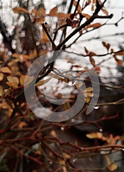 Outumn rain and drops.