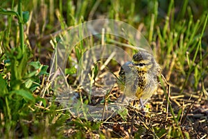 Ouzel chick