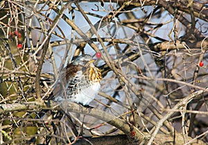 The ouzel (Turdus) sitting on viburnum, closeup