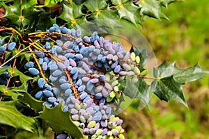 Oval berries of mahonia oregon grape