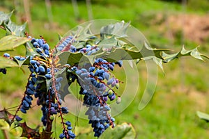 Oval berries of mahonia oregon grape