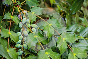 Oval berries of mahonia oregon grape