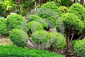 Oval bush with balls of greenery on the branches.