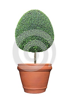 Oval egg shape clipped topiary tree in terracotta clay pot container isolated on white background for formal Japanese and English