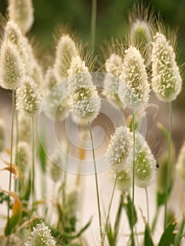 oval flower of lagurus ovatus or bunnytail plant