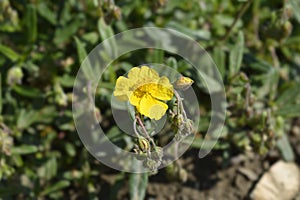 Oval-leaved rockrose