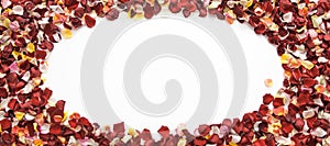 Oval shape frame of mixed fresh rose petals on white background with copy space.