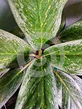 oval-shaped leaves are green with yellow spots