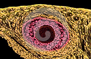 Ovarian follicles. Light microscopy