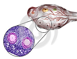 Ovarian follicles, micrograph and illustration photo