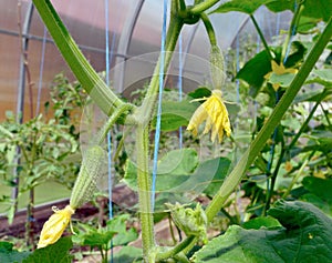 Ovaries of fresh cucumbers with yellow flowers and small fruits hang on a branch in a greenhouse