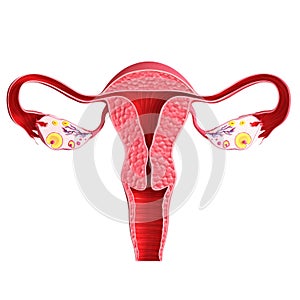 Ovaries isolated with white background