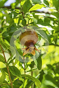 The ovaries and ripening fruits of the pomegranate tree close-up among the foliage.