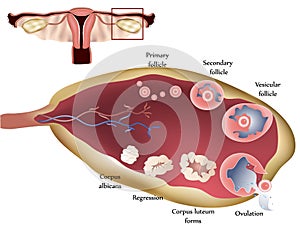 Ovary