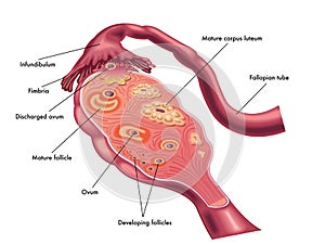 Ovary