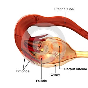 Ovary