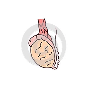 Ovary color line icon. Endocrine system. Pictogram for web page