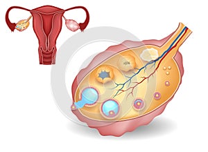 Ovary, detailed follicular development and uterus photo
