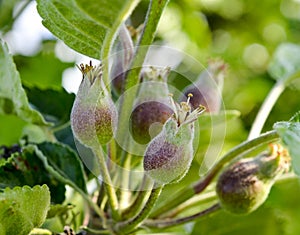 Ovary fruit apple. Young apples on the tree begin to ripen