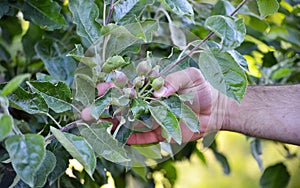 Ovary fruit apple. Young apples on the tree begin to ripen .farmer hand holding apples image