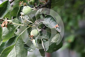 Ovary fruit apple. Young apples on the tree begin to ripen image.