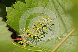 Ovary grapes on a background of leaves