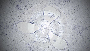 Ovary of Lilium in transversal section under microscope 40x against bright field