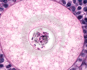 Ovary. Oocyte