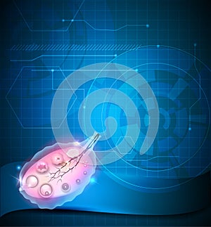 Ovary and ovulation