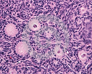 Ovary. Primary follicle