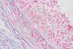 Ovary and Testis human cells under microscope.