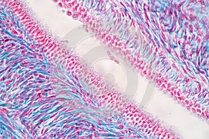 Ovary and Testis human cells under microscope.