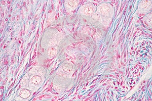 Ovary and Testis human cells under microscope.