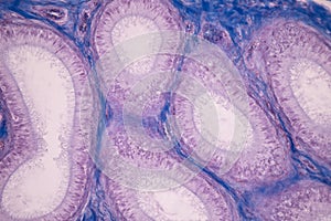 Ovary and Testis human cells under microscope.