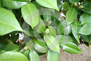 ovate leaf shape & acuminate leaf apex