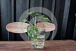 ovely wild tropical leaf obliqua in glass vase on table in industrialist living room , Home decoration and interior photo